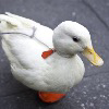 eldritch duck