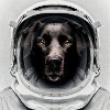 the space dog