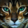 Shadowkitty