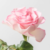 PinkRose0106