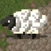sheepposting