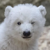 ursa_minor