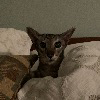 Dang thats a cute cat