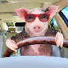 Swerving Piglet