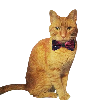 Puhtron