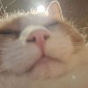 EetuTheCuteCat