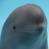 Mycorrizal