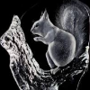 CrystalSquirrel