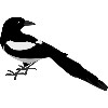 magpie