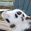 Urban Goat Herder