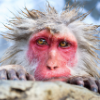 monkeymanwasd123