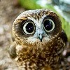 OwlGirl