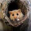Dormouse Pie