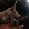 Delectablebooklover8