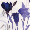 Metafalica