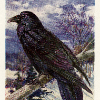 Corvus Handly