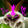Queenofthefuzzybugs
