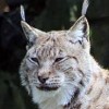 Wolfie