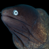 SaltyFishOcean