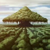 Sleeping Forest
