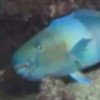 TerrifiedFish