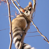 Ringtail Writer