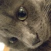 iamnotthiscat