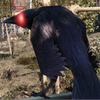 Coteobscur