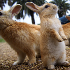 Barnbunny