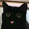Choivie