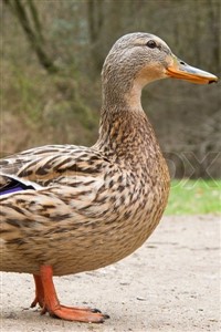 https%3A%2F%2Fwww.royalroadcdn.com%2Fpublic%2Fcove...e-duck.jpg