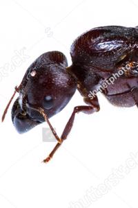 Hive Consort