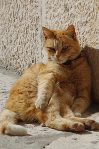 A Story Of Blue Boxes And Cats