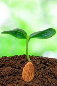 Seed sower