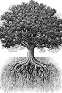 Silva: Book One - Foundation