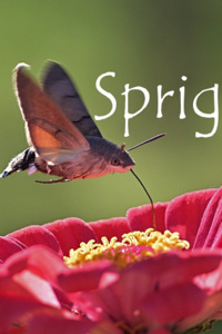 Sprig