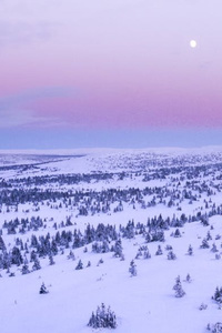 The Arctic Paragon