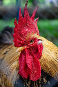 Ultimate Rooster Evolution (A Monster Evolution LITRPG Story)