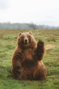 Ursus the Unbearable