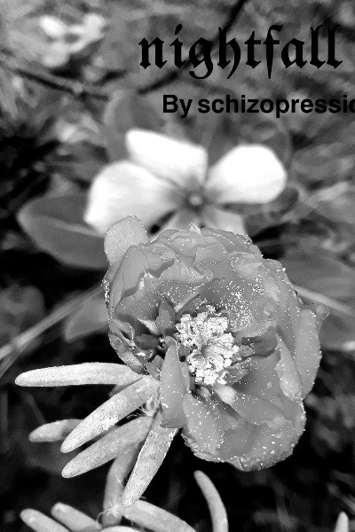 ronhill infinity nightfall