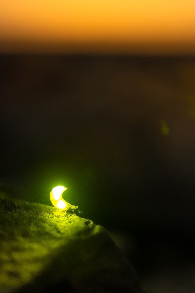 Where Fireflies Go