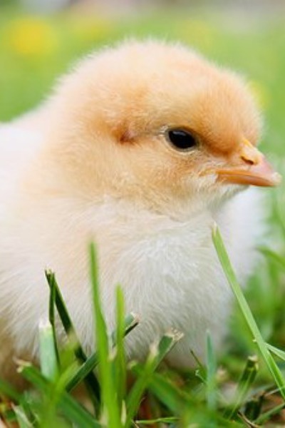 I suppose I will die a chicken