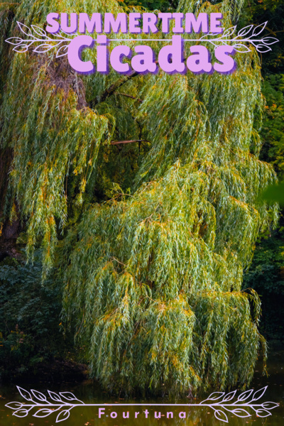 Cover for Summertime Cicadas