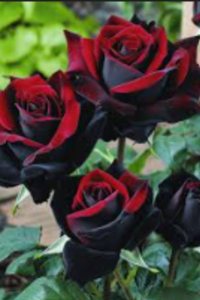 Cover for The Crimson Rose